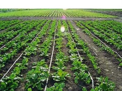 Drip Irrigation